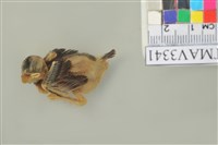 藏品(麻雀)的圖片